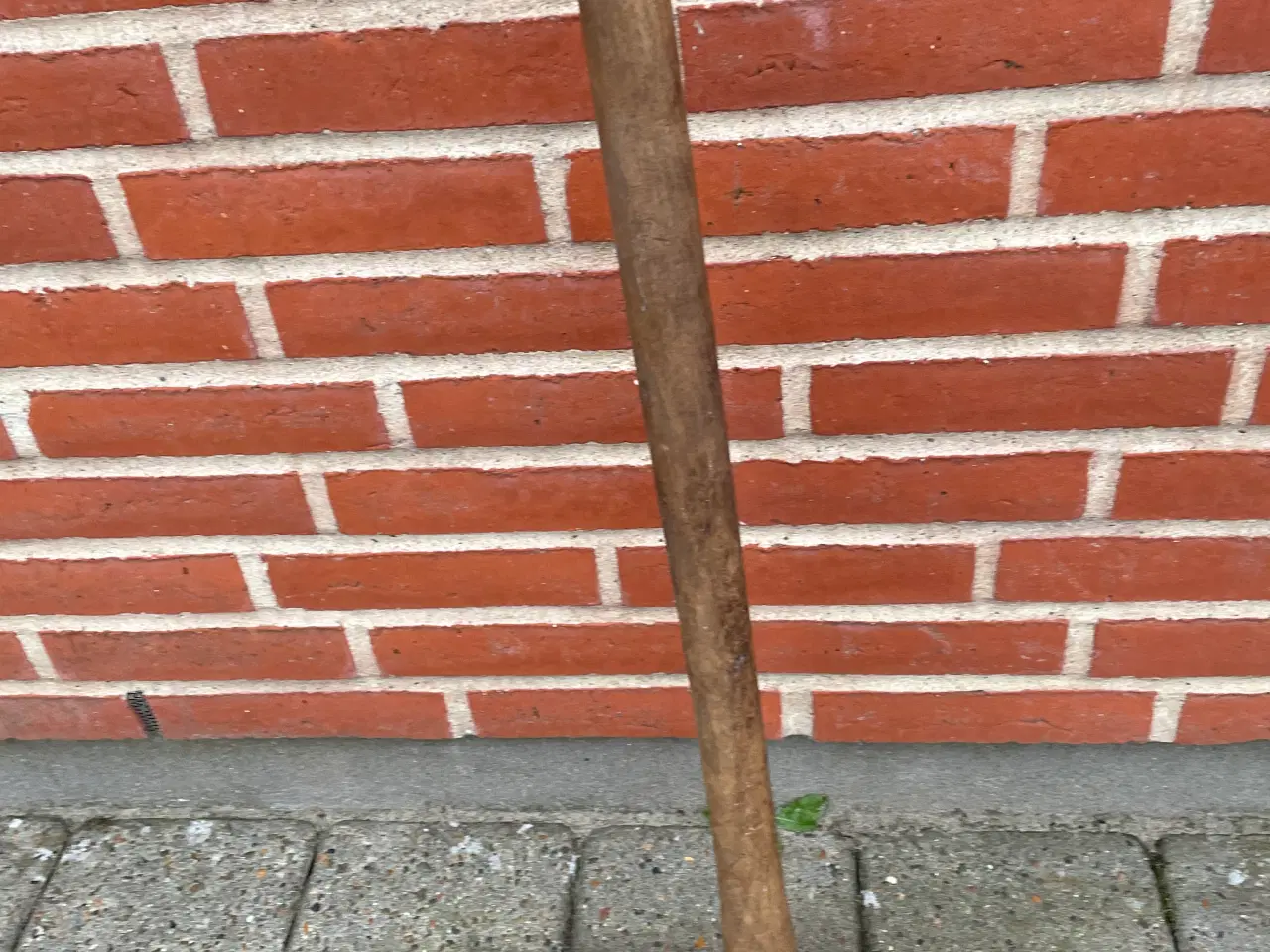 Billede 1 - Flækøkse 