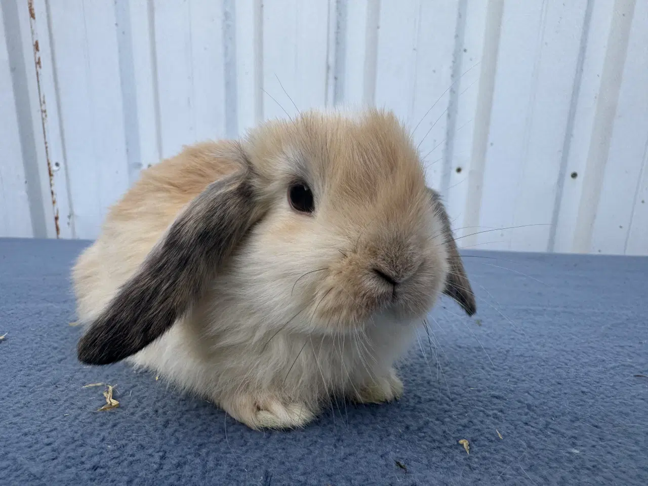 Billede 6 - Dværgvædder/Mini lop hunkanin