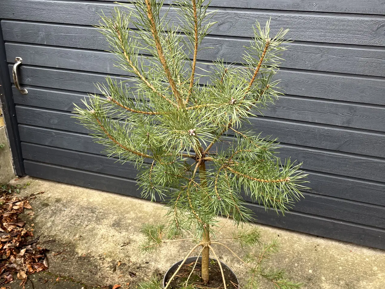 Billede 4 - Skovfyr 120-130cm (pottegroet)