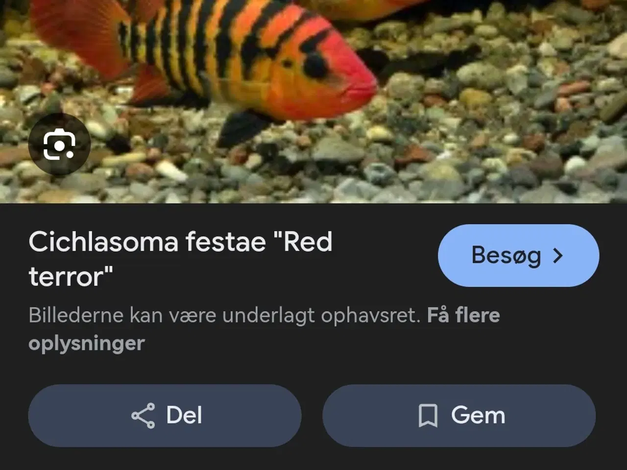 Billede 2 - Festae Aka red terror