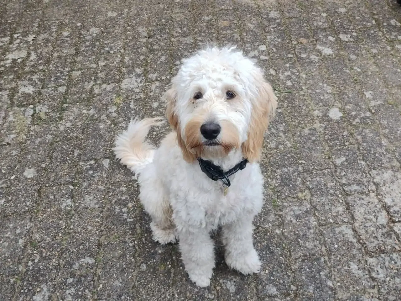Billede 2 - Goldendoodle søger nyt hjem