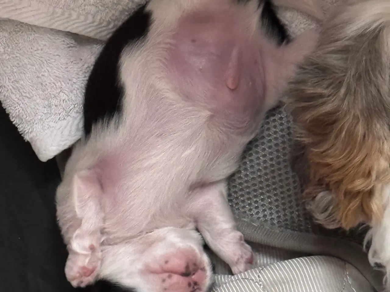 Billede 16 - Ægte Shih Tzu 30. september 2025