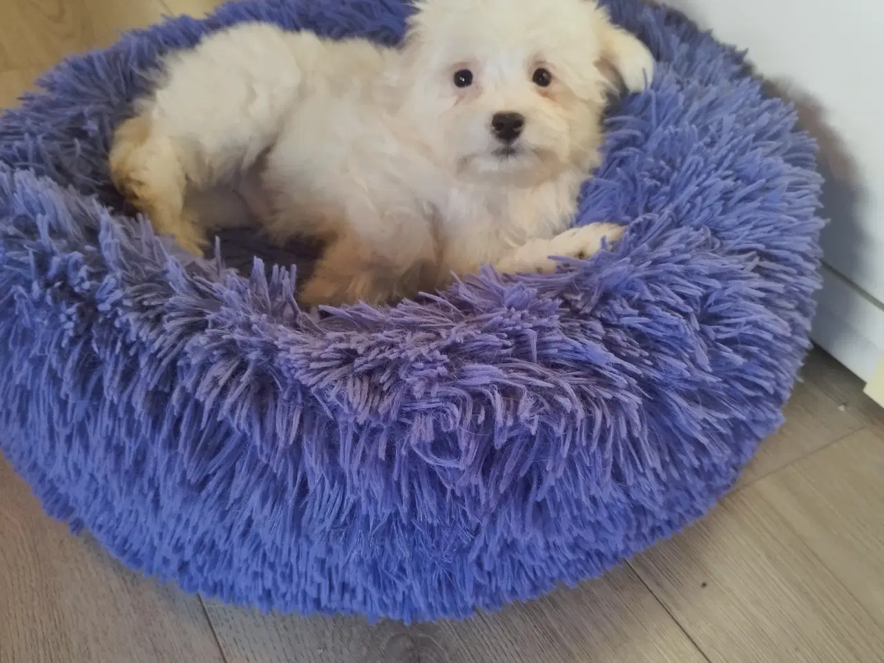 Billede 2 - Coton de Tulear/ malteser hvalpe