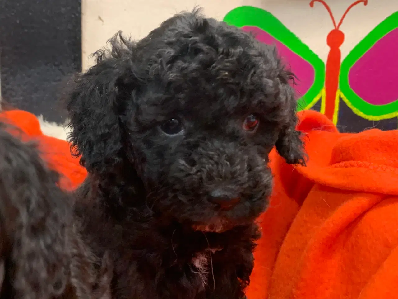 Billede 3 - Små fine mini Maltipoo babyer