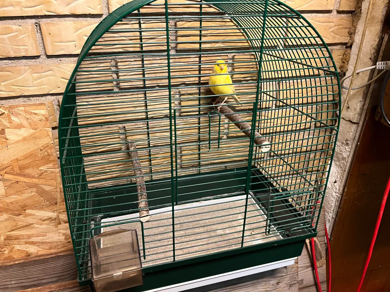 Billede 1 - Kanariefugl med bur