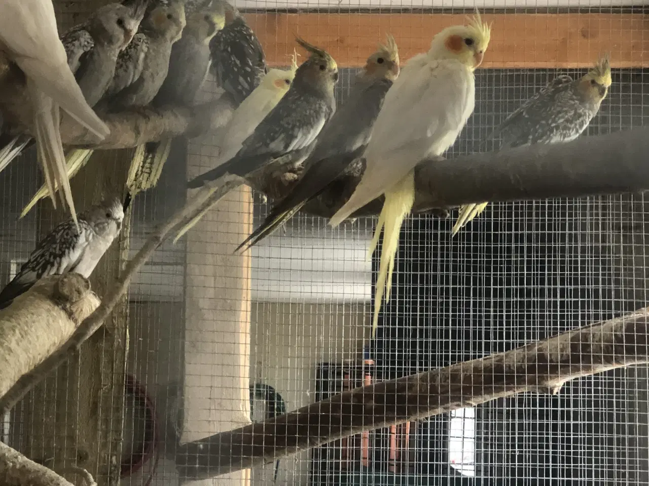 Billede 3 - Købes nymfer