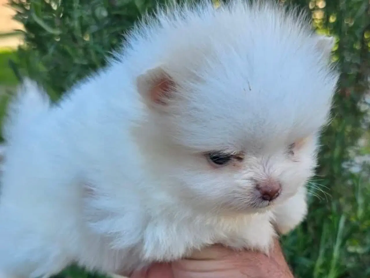 Billede 2 - Pomeranian 