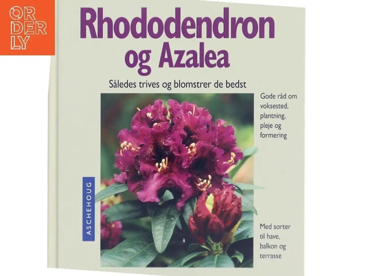 Billede 1 - Rhododendron og azalea : sådan trives og blomstrer de bedst : ekspertråd om voksesteder, plantning, pleje og formering : med sorter til have
