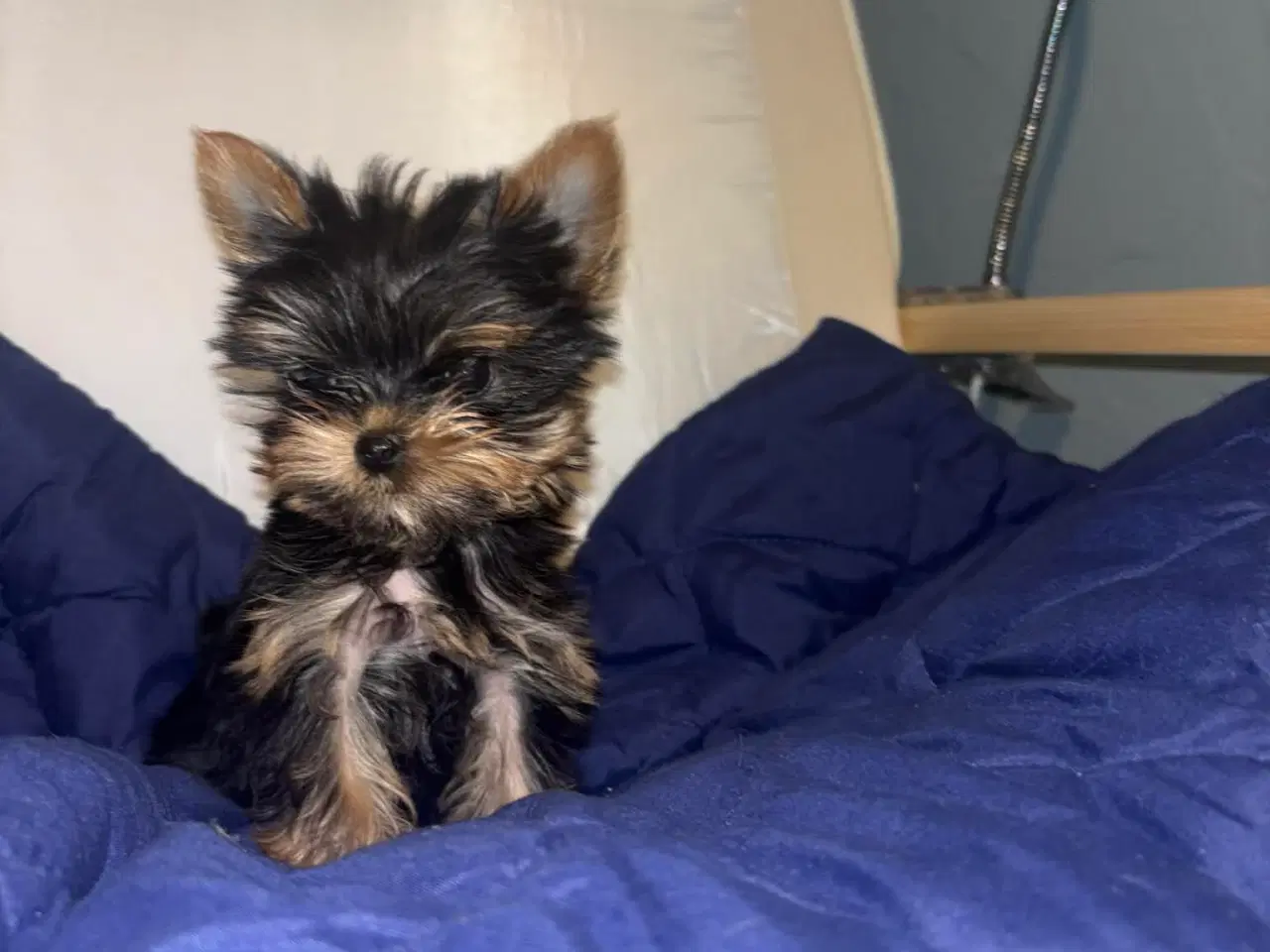 Billede 5 - Mini Yorkshire terrier girl