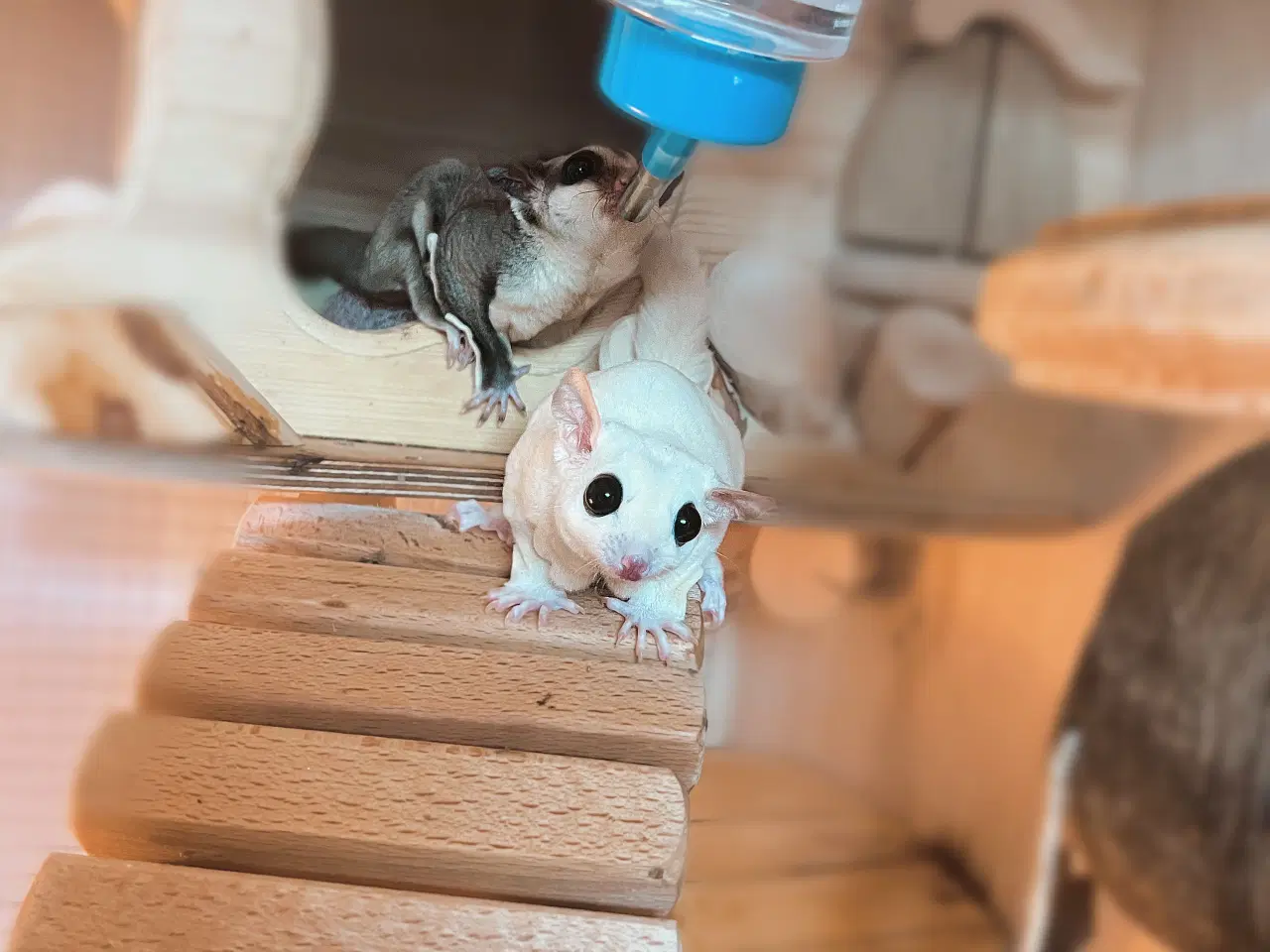 Billede 2 - Sugar glider flyvepungegern 