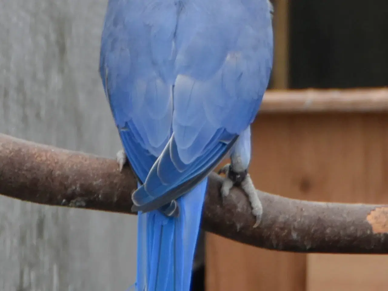 Billede 1 - Alexanderparakitter