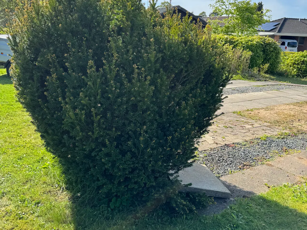 Billede 9 - Gratis planter