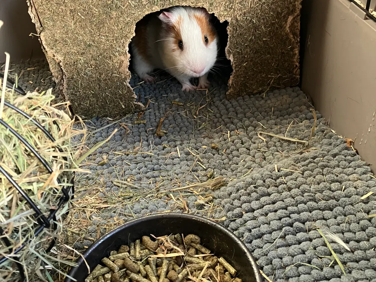 Billede 6 - Marsvin med bur mm