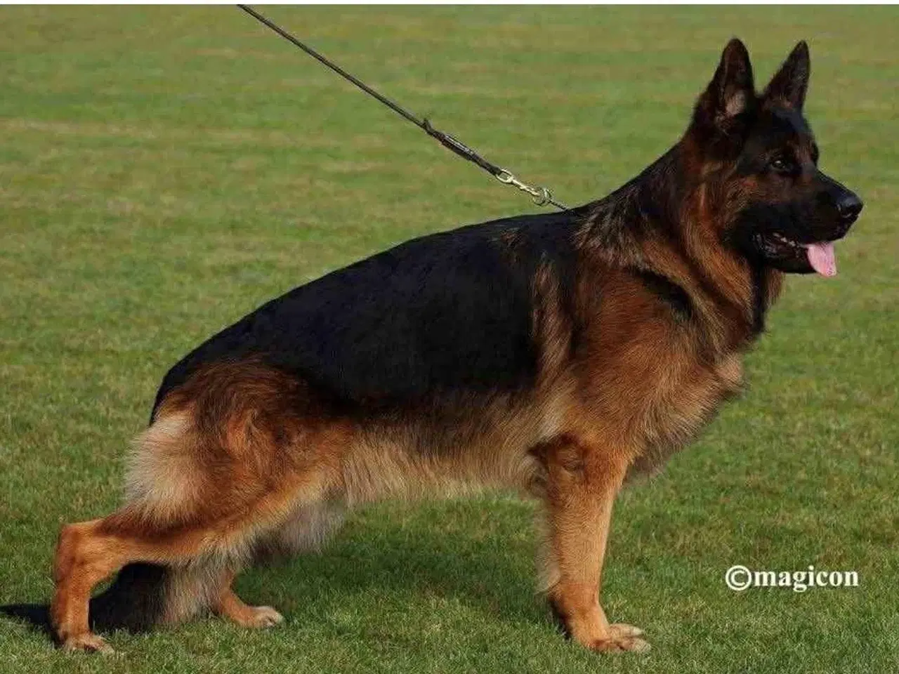 Billede 16 - Schæferhvalpe med stamtavle