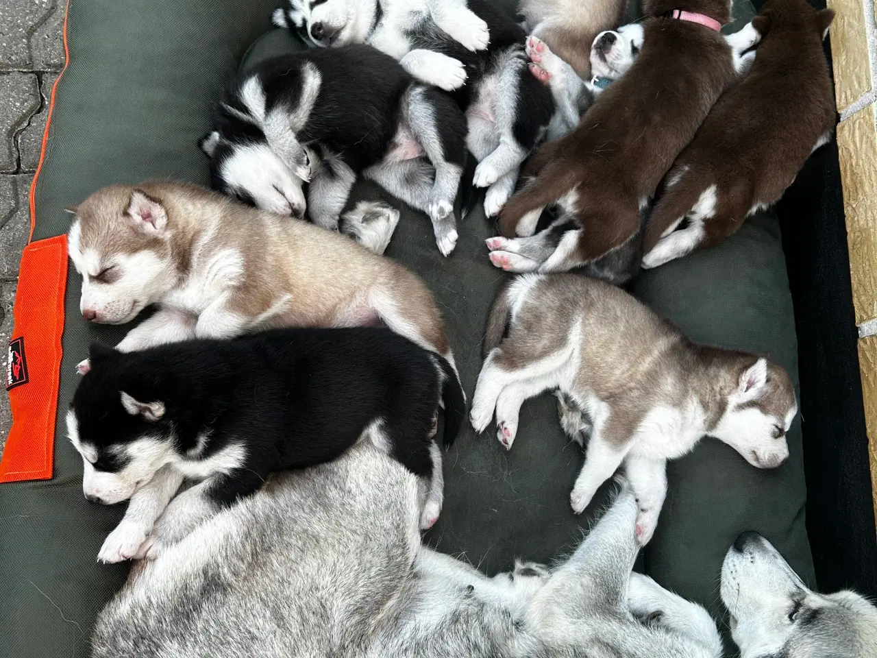 Billede 4 - Ægte husky hvalpe