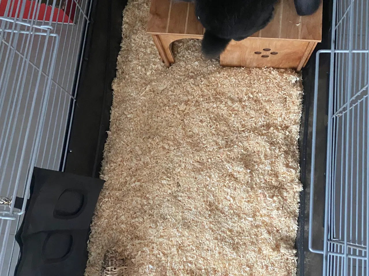 Billede 5 - 🐰 To søde kaniner søger nyt kærligt hjem 🏡 🐰