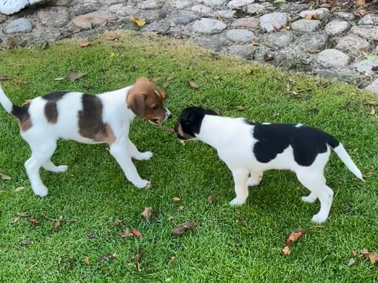 Billede 10 - Dansksvensk Gårdhund hvalpe
