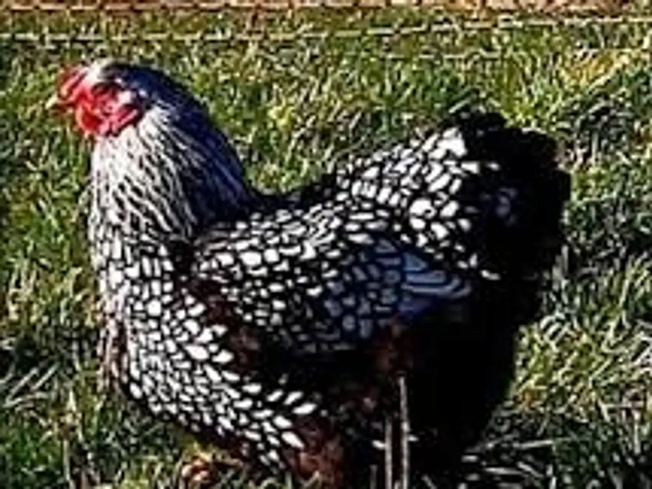 Billede 1 - 4 høns kan afhentes