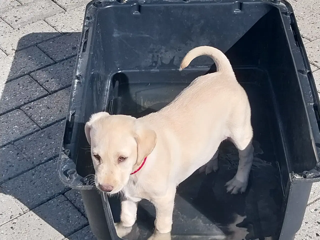 Billede 6 - Gul labrador tæve.