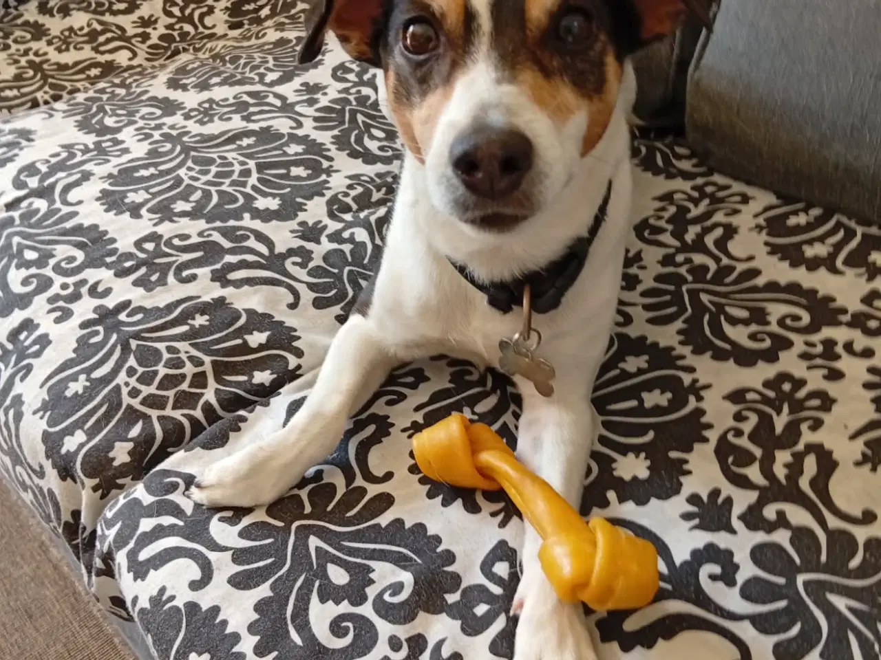 Billede 1 - Dansksvensk gårdhund til gratis omplacering!