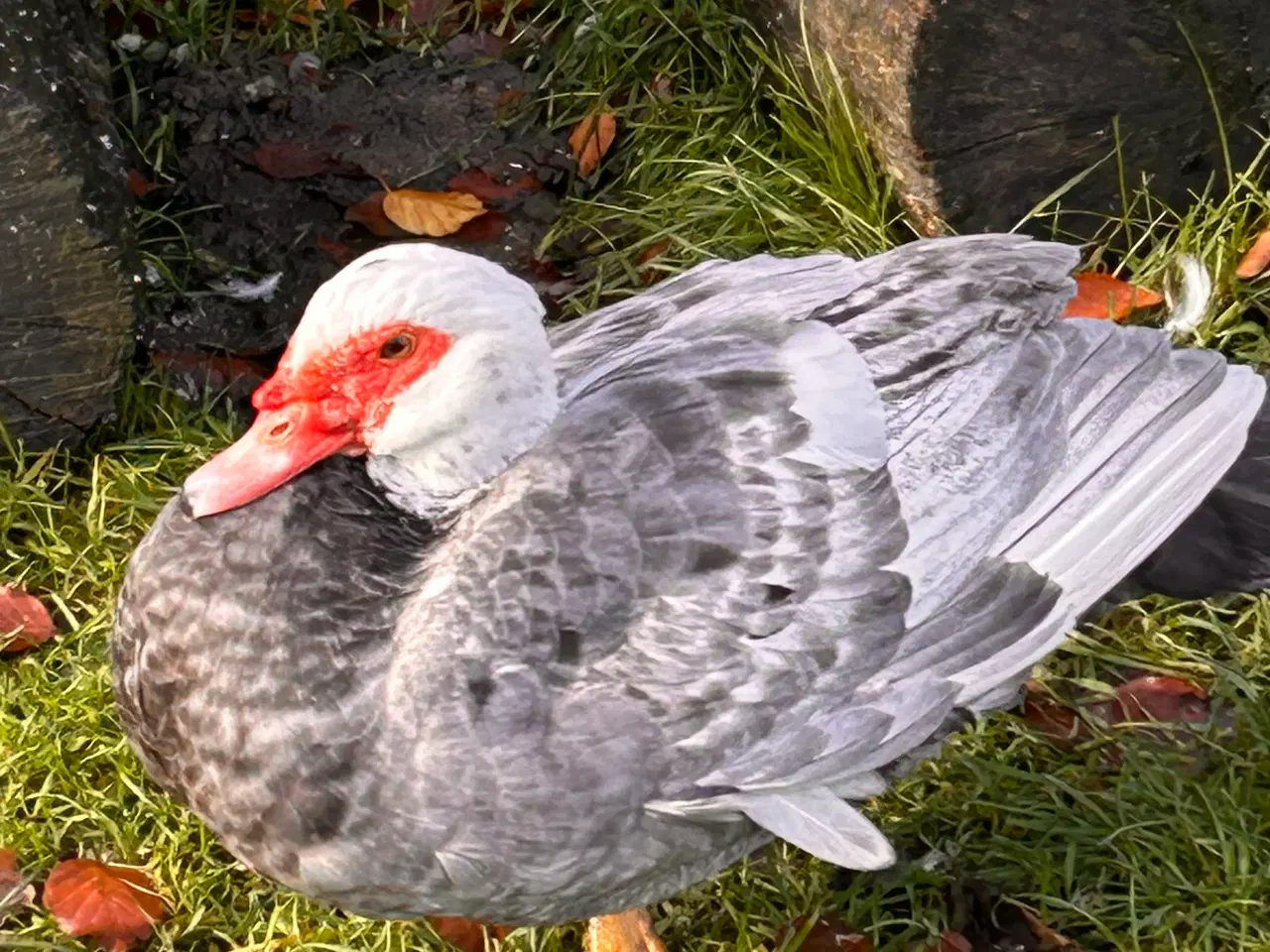 Billede 8 - Moskus Andrikker og lidt Ænder i alle farver