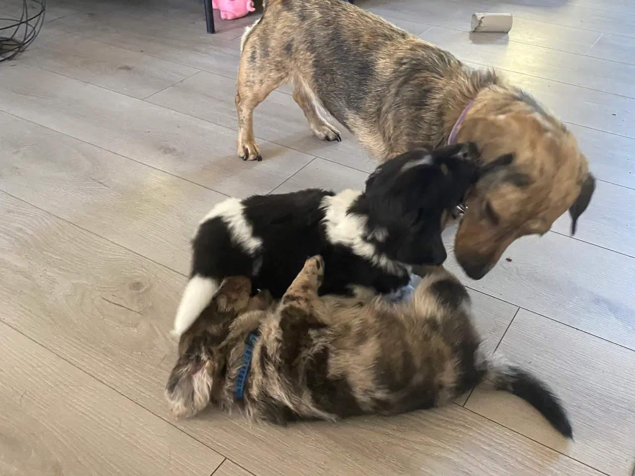 Billede 7 - Merle gravhunde mix standart