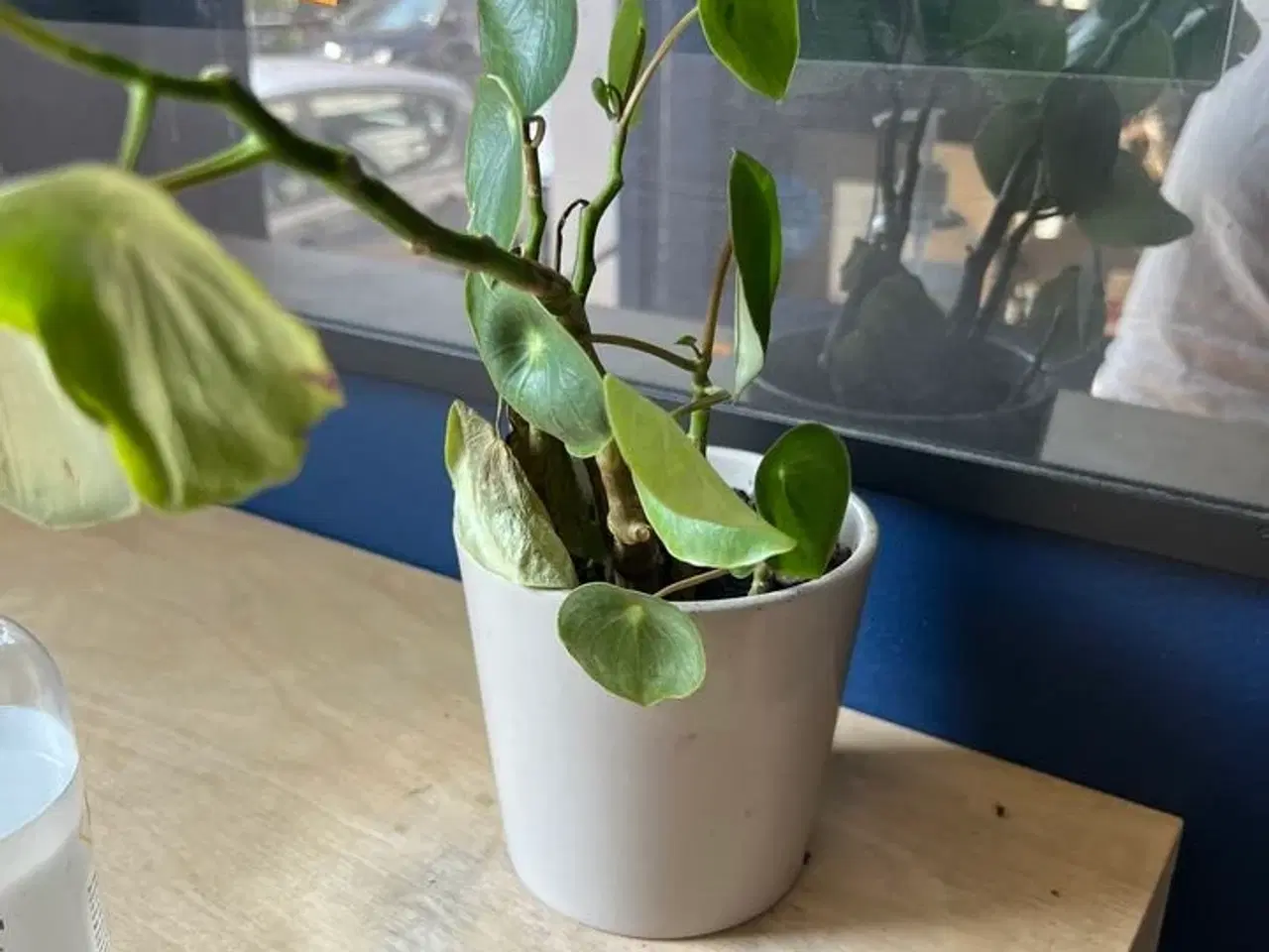Billede 4 - Forskellige planter i krukker