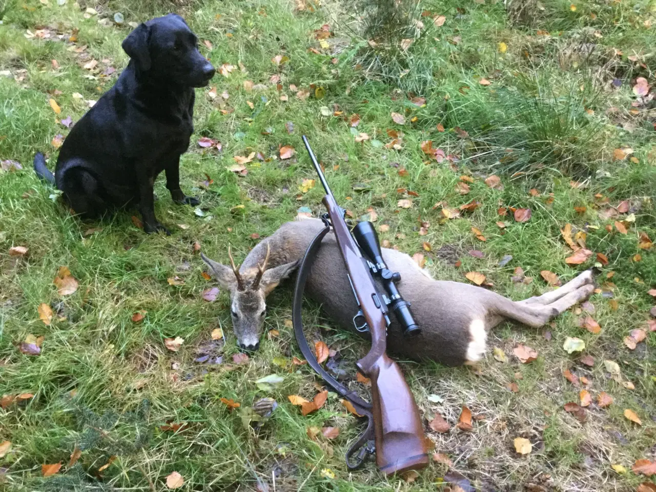 Billede 2 - F1 Labrador hvalpe