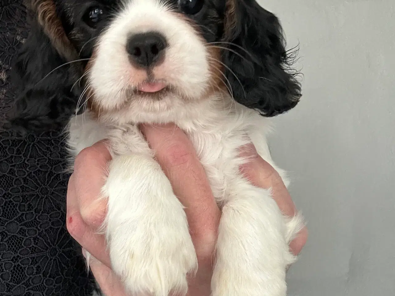 Billede 10 - Cavalier-tæver med DKK-stamtavle.