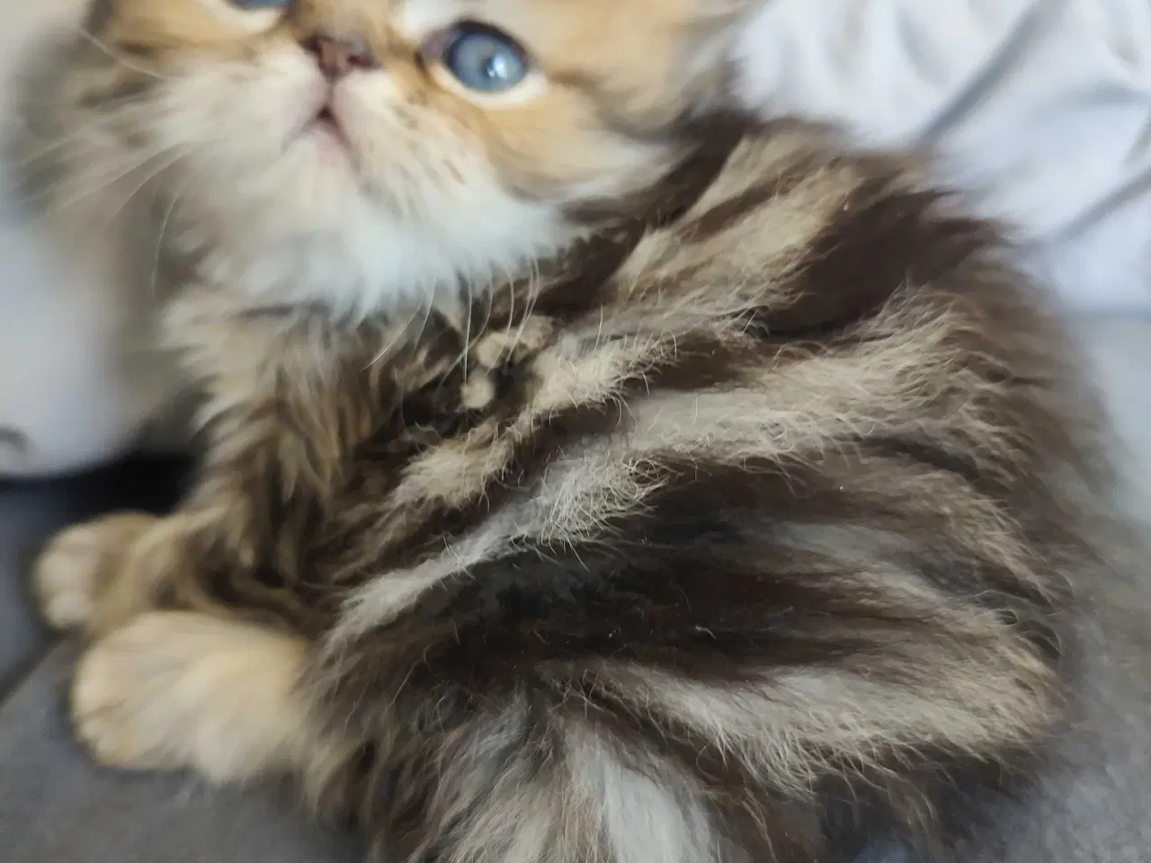 Billede 8 - Perser killinger 