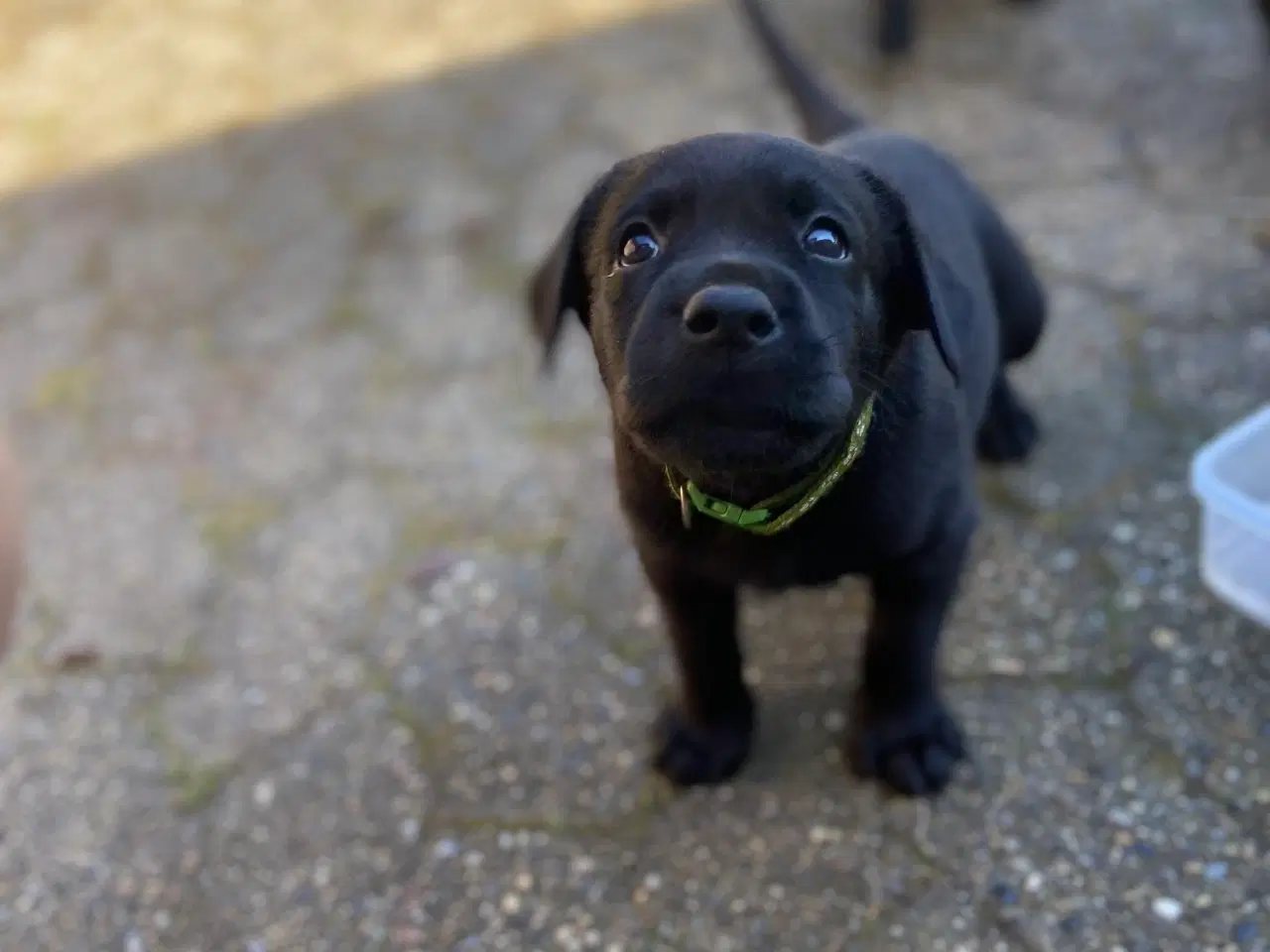 Billede 6 - Labrador (75%)/rottweiler (25%) blandinger 