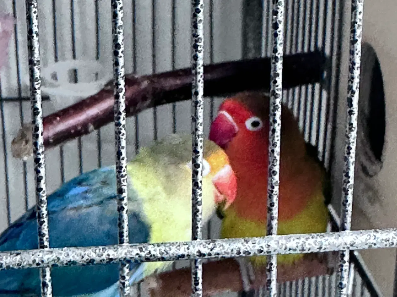 Billede 2 - Smukke og rolige dværgpapegøjer sælges med alt uds