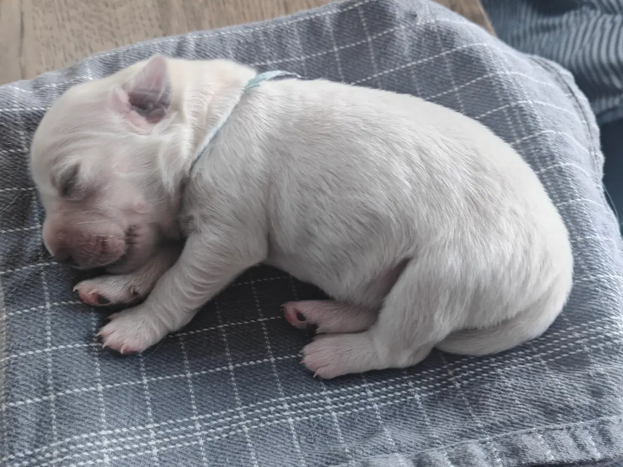 Billede 3 - Golden Retriever hvalpe