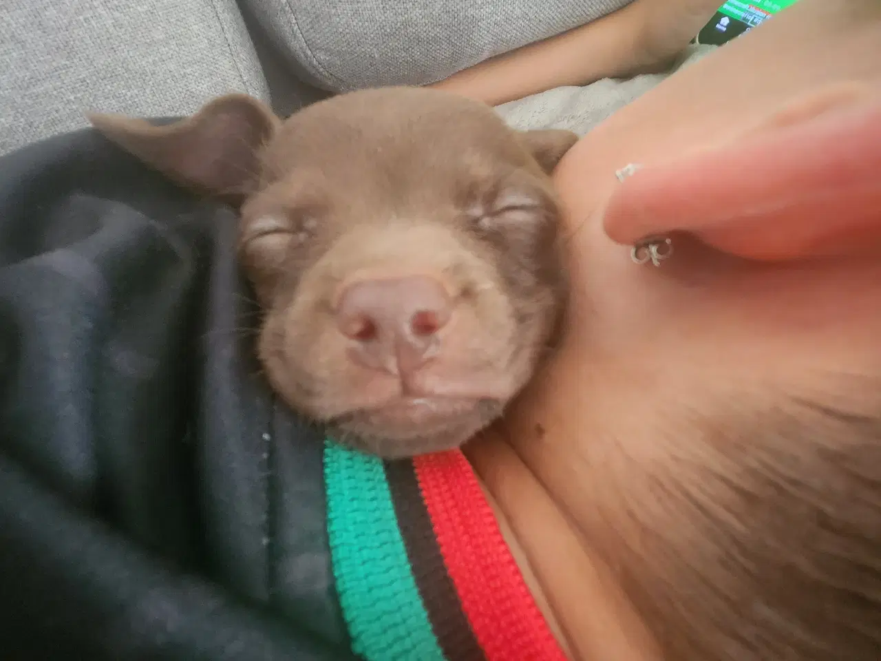 Billede 18 - Chiweenie hvalpe til salg – Chihuahua x gravehound