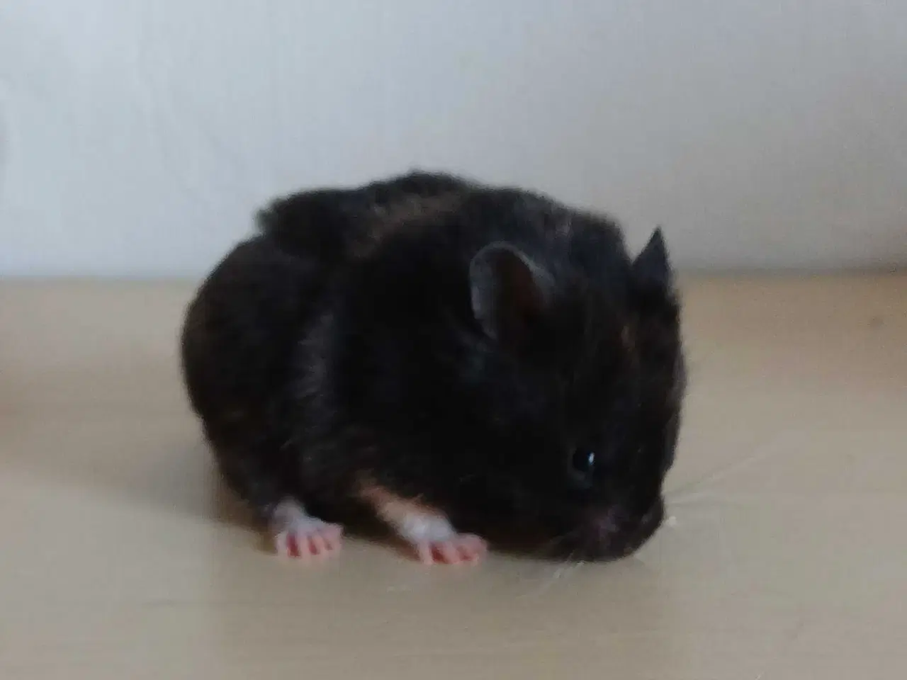 Billede 12 - Guldhamster unger