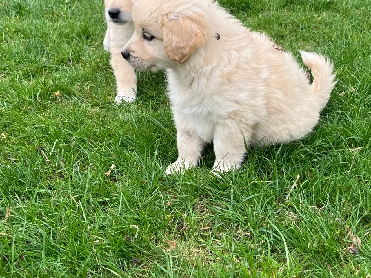Billede 13 - 5 unikke blandingshvalpe sælges