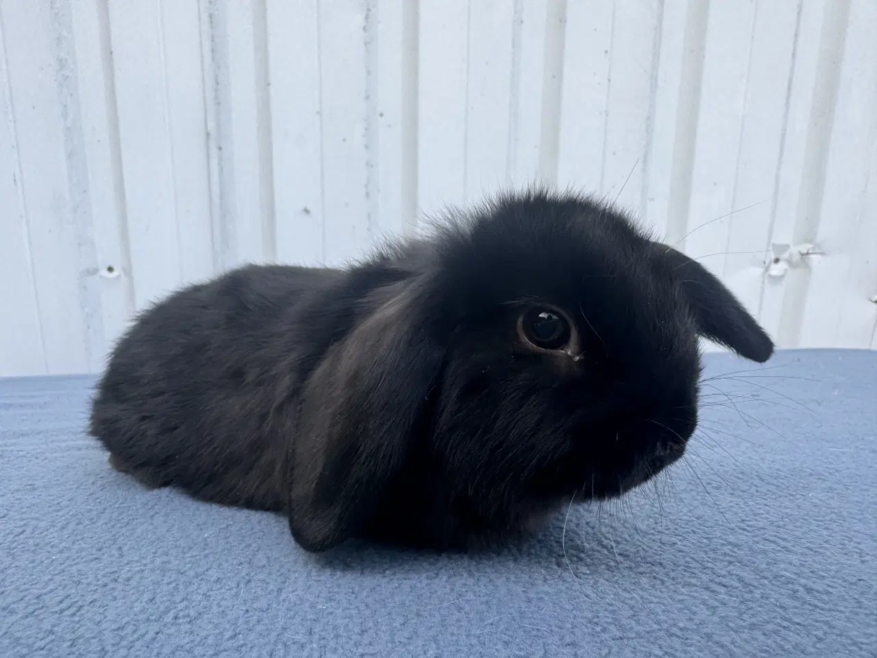 Billede 4 - Dværgvædder hun kanin