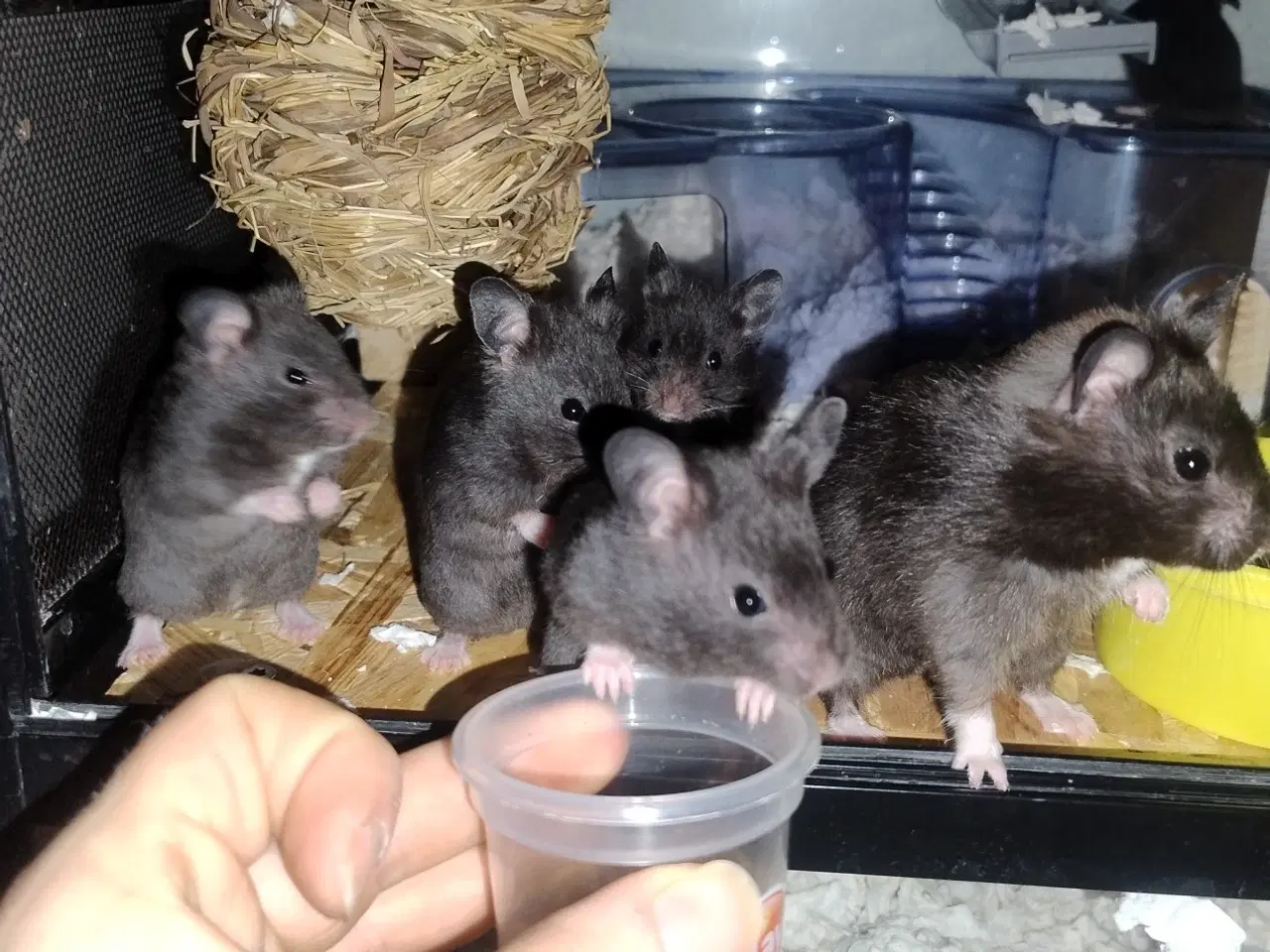 Billede 2 - Guldhamster unger