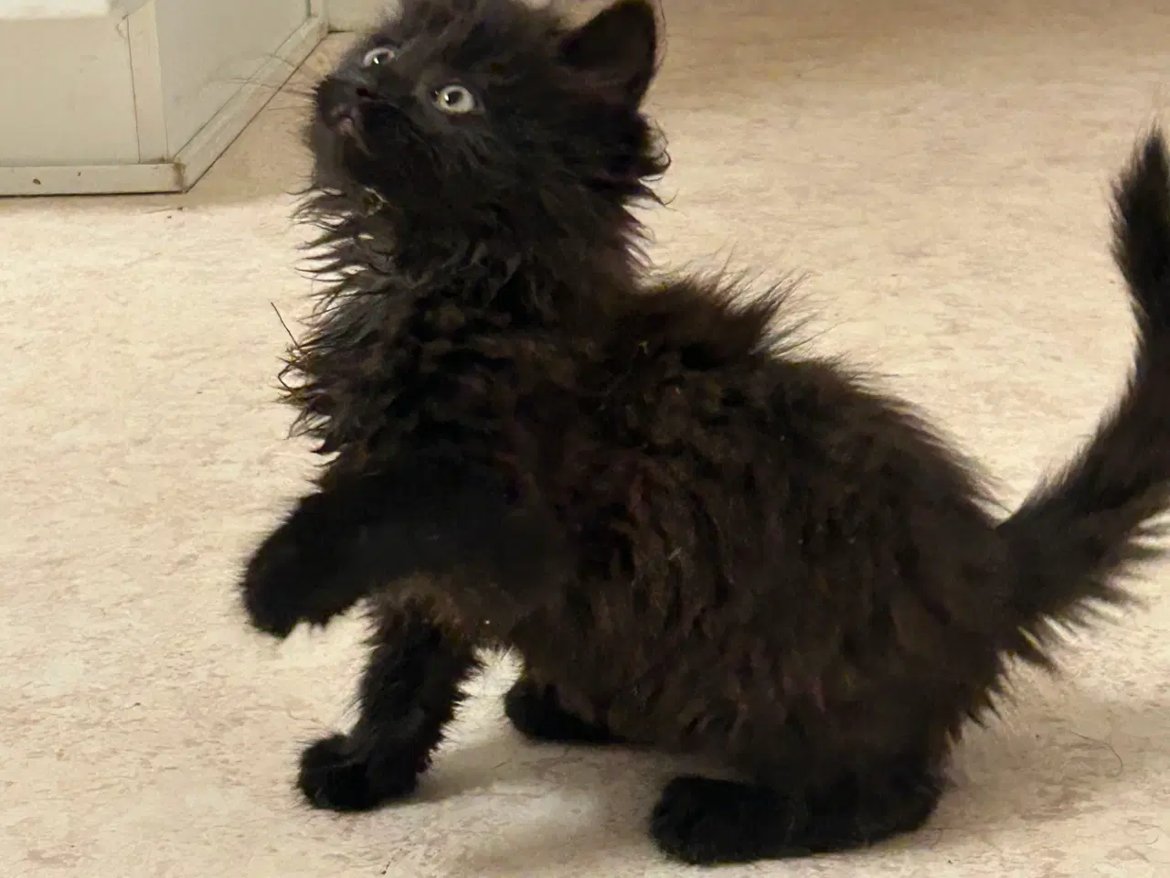 Billede 7 - Killinger