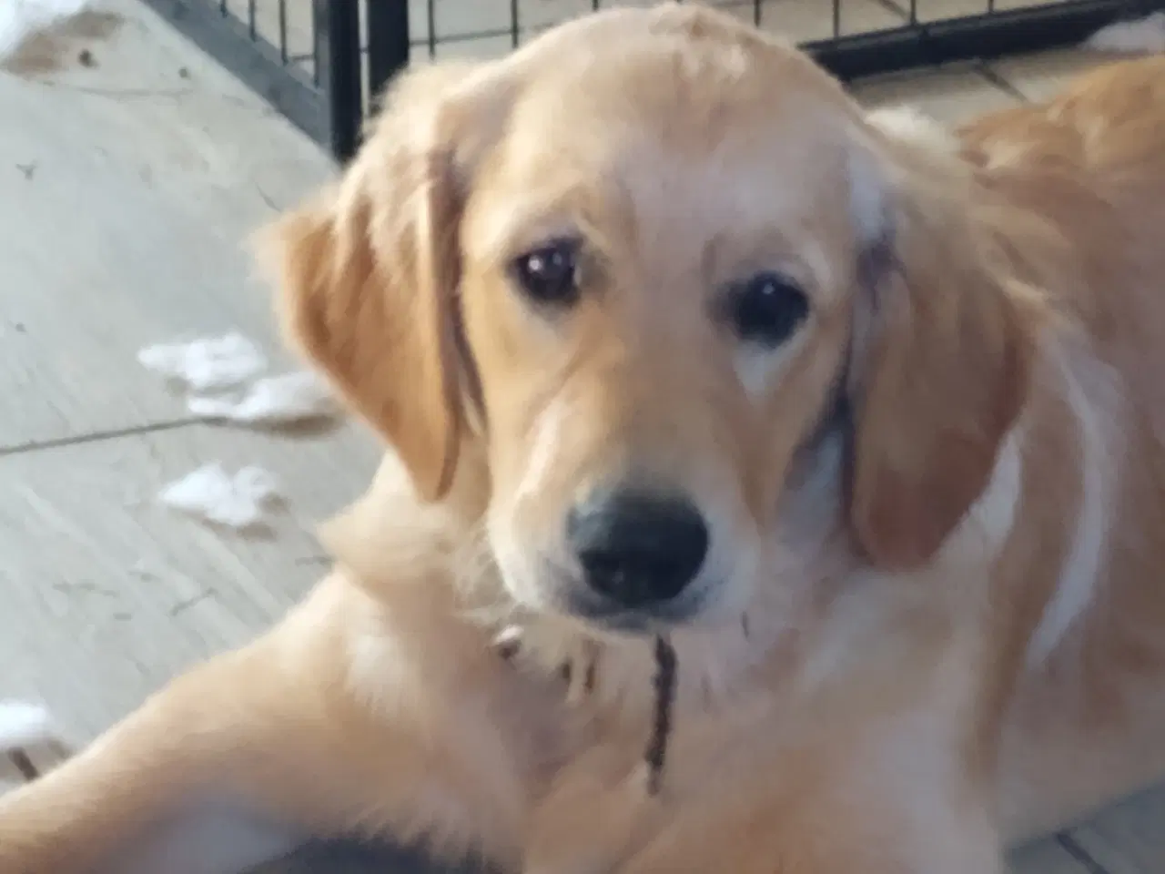 Billede 13 - Golden Retriever tilbydes til parring