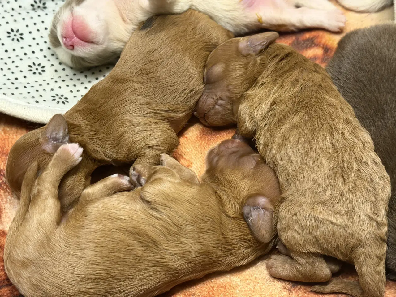 Billede 8 - 🐾maltipoo miniature 🐾