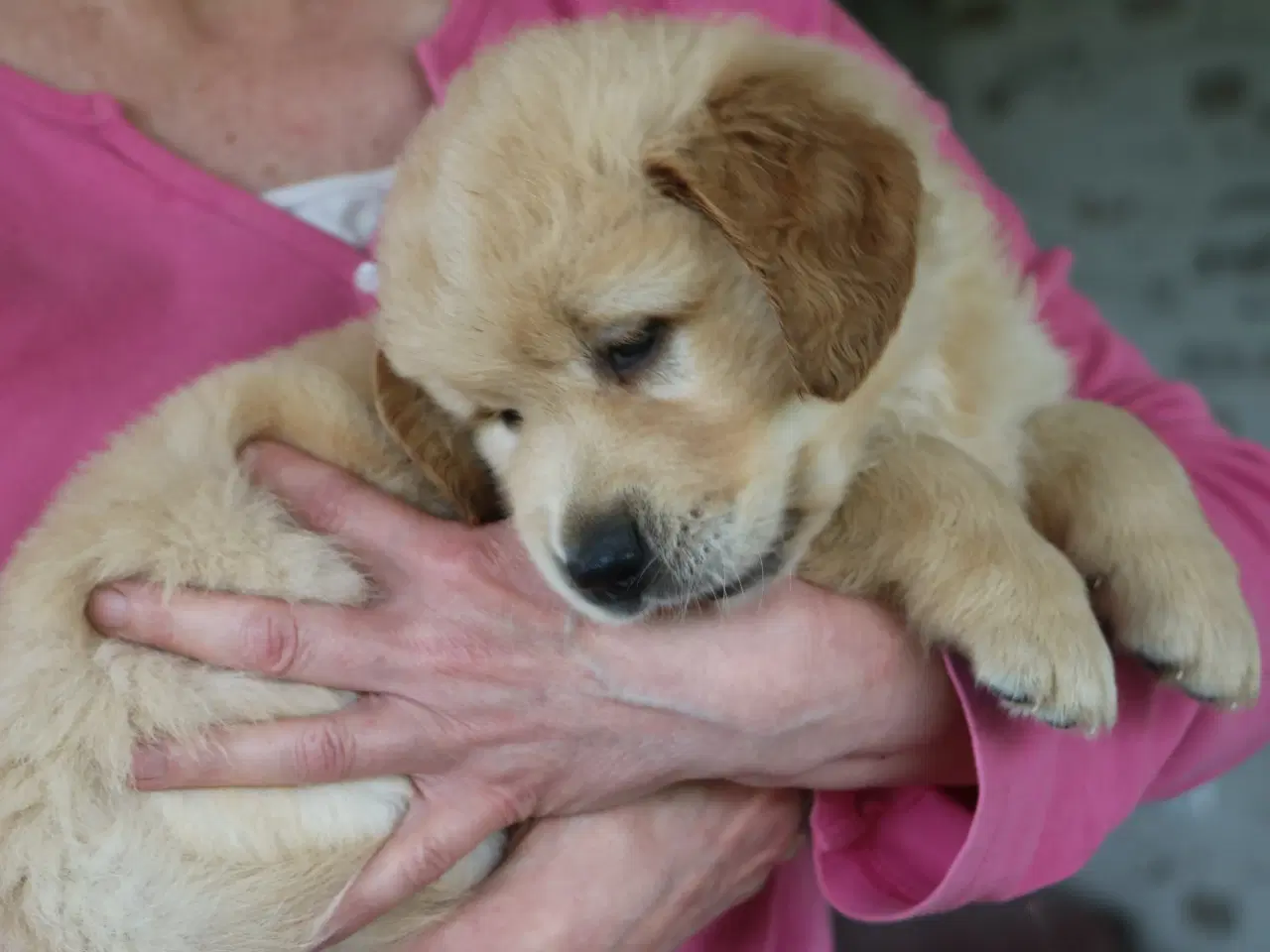 Billede 8 - Verdens smukkeste Golden Retriever hvalpe