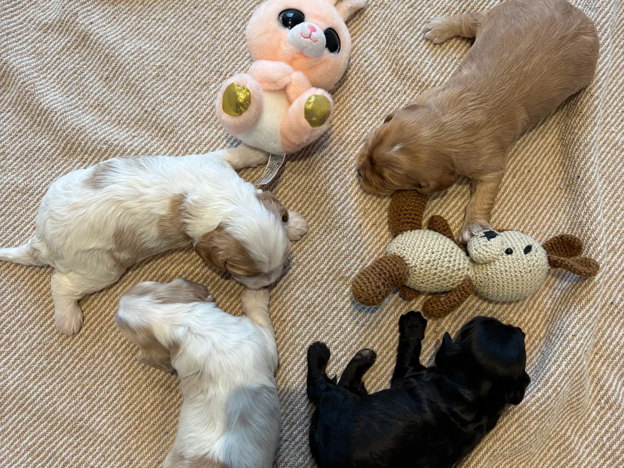 Billede 2 - Cavapoo hvalpe 