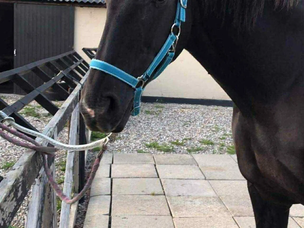 Billede 2 - Skovturs / hygge hest