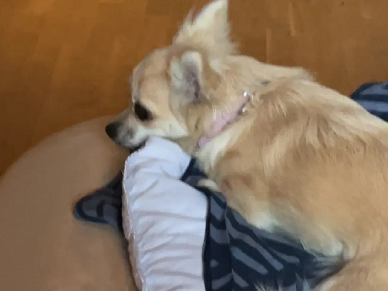Billede 2 - Hund