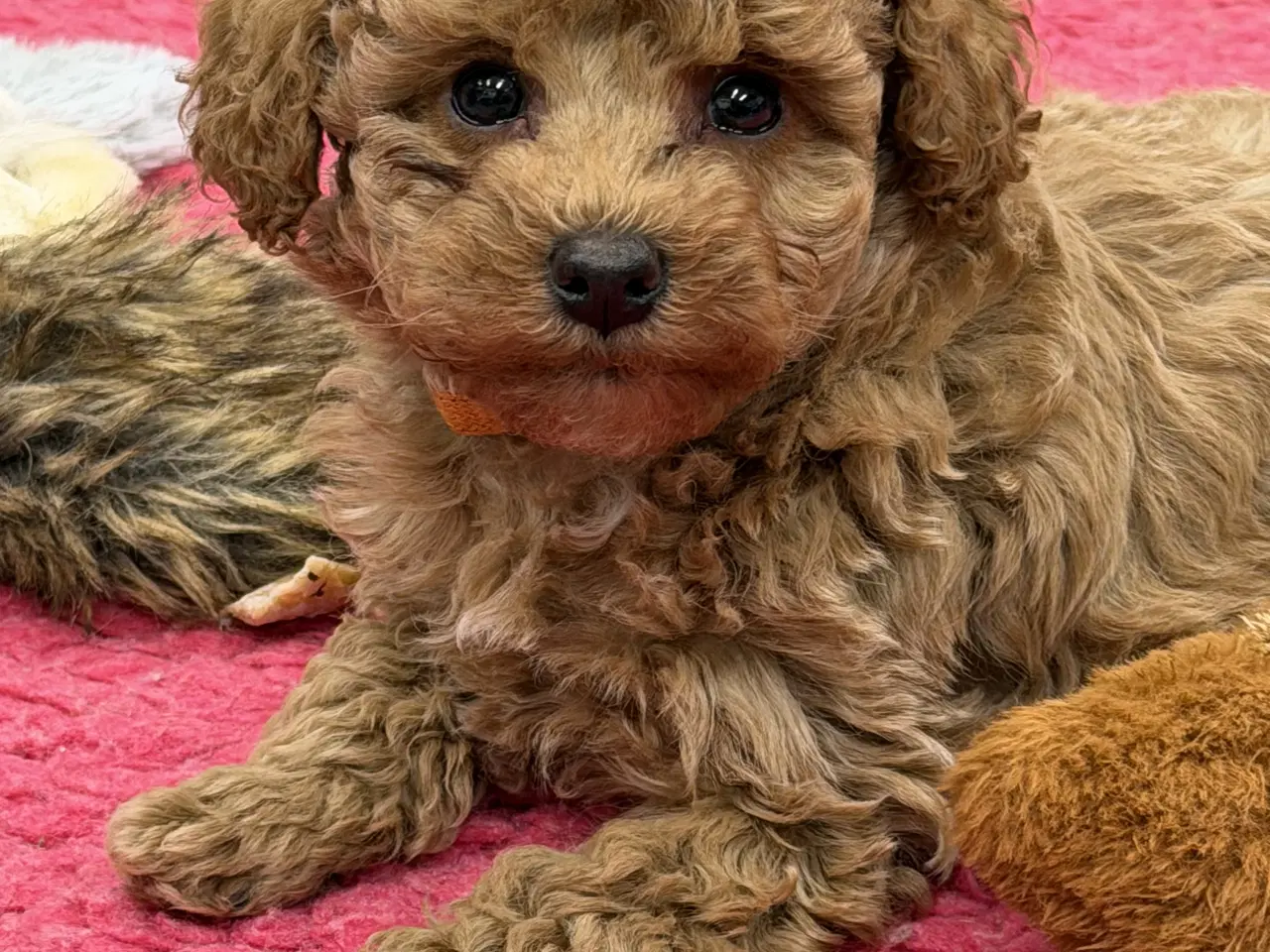 Billede 11 - 🐶✨ 1 skønne Havapoo piger søger deres for-altid-h