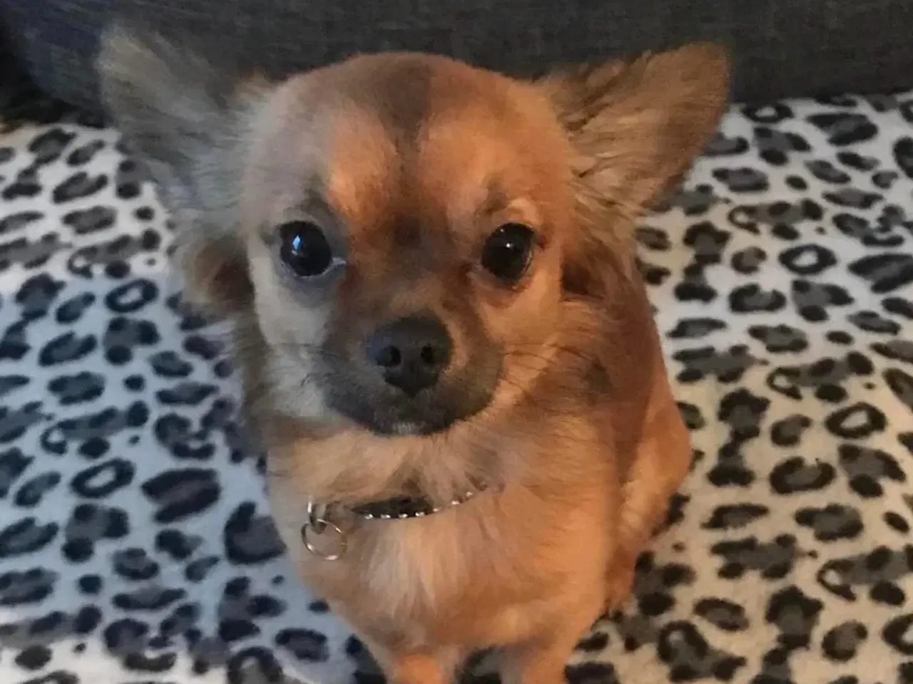 Billede 1 - chihuahua/pekingeser parring gratis