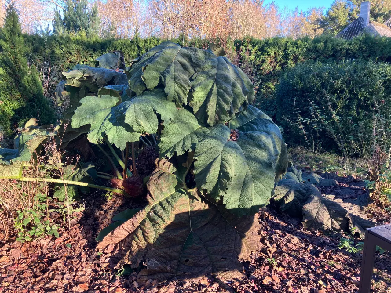 Billede 1 - Sideskud og frø af mammutblad (Gunnera Manicata)