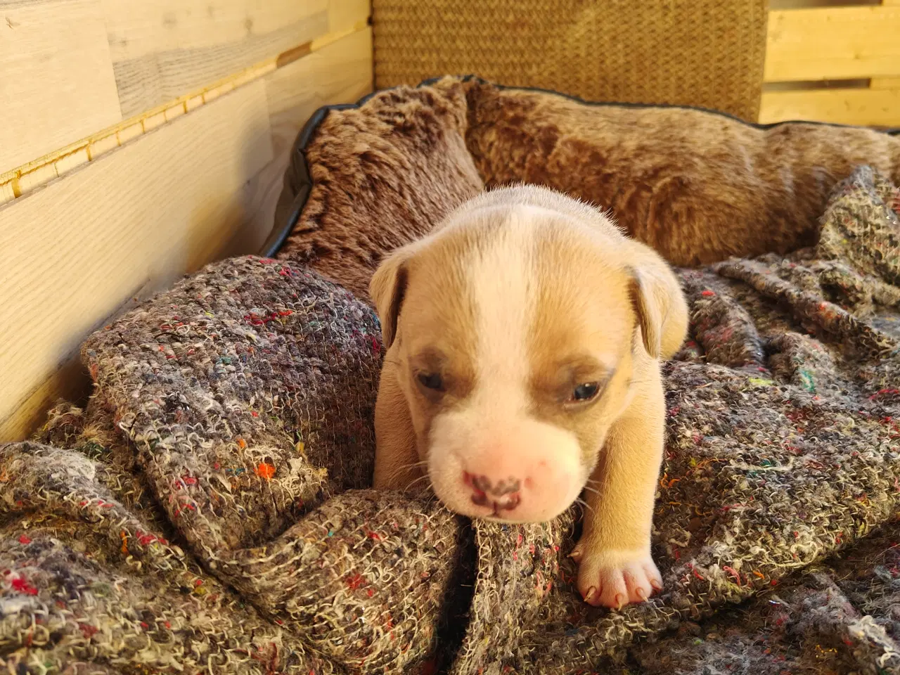 Billede 18 - American Bully hvalpe. 