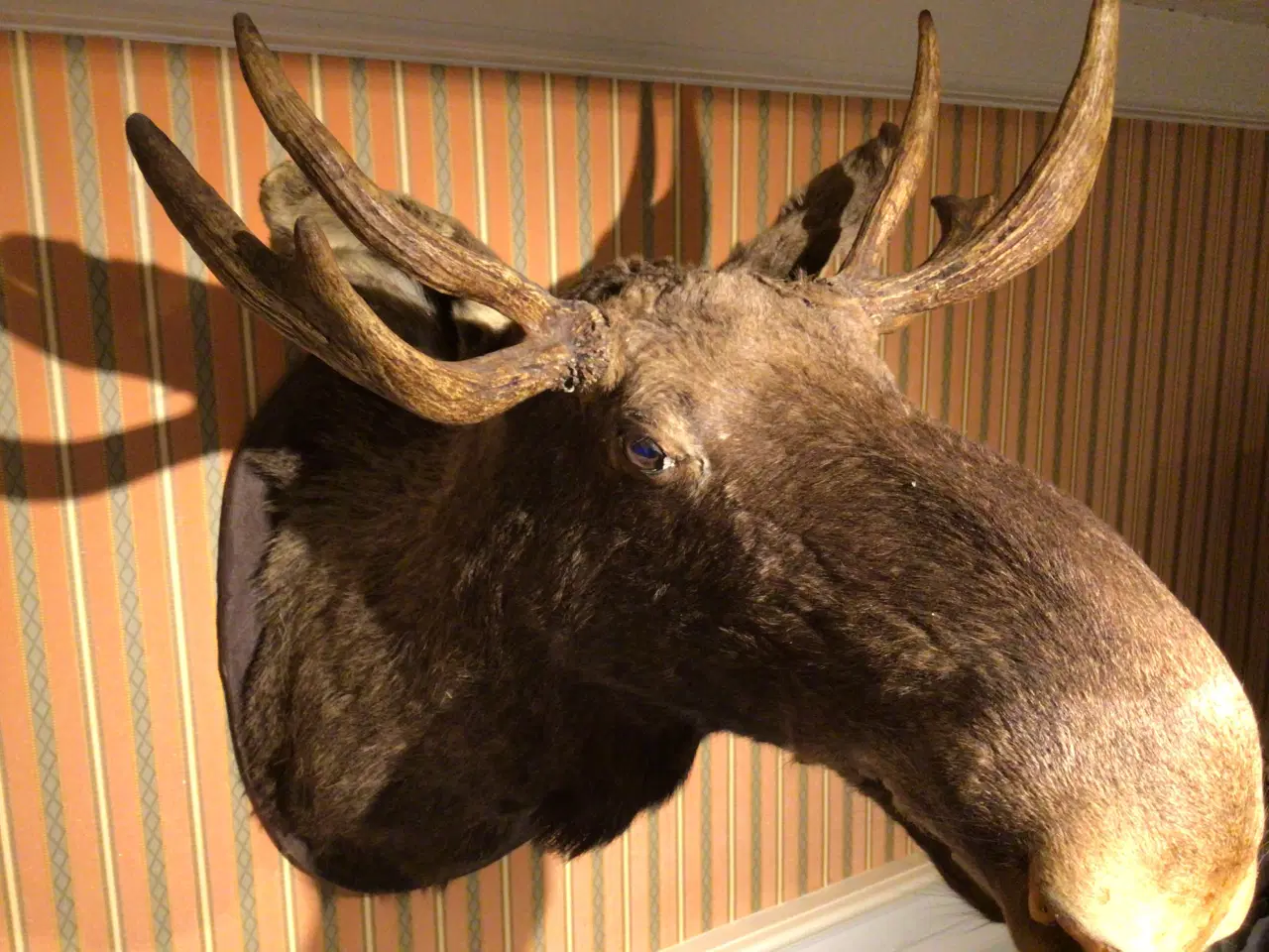 Billede 4 - ELG ulige 7takker 